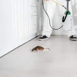 დეზინსექცია