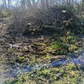 ხეების მოჭრა / ეზოების გასუფთავება / სამშენებლო ნარჩენების გატანა / ავეჯის გადაზიდვა / დემონტაჟი