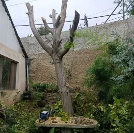 ხეების მოჭრა / ეზოების გასუფთავება / სამშენებლო ნარჩენების გატანა / ავეჯის გადაზიდვა / დემონტაჟი