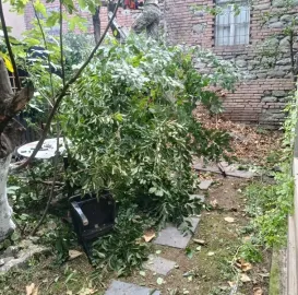 ხეების მოჭრა / ეზოების გასუფთავება / სამშენებლო ნარჩენების გატანა / ავეჯის გადაზიდვა / დემონტაჟი