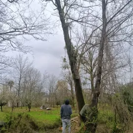 ხეების მოჭრა / ეზოების გასუფთავება / სამშენებლო ნარჩენების გატანა / ავეჯის გადაზიდვა / დემონტაჟი