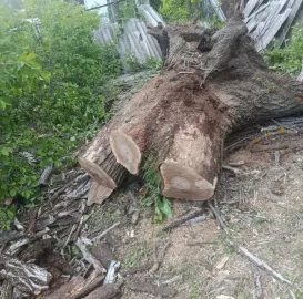 ხეების მოჭრა / ეზოების გასუფთავება / სამშენებლო ნარჩენების გატანა / ავეჯის გადაზიდვა / დემონტაჟი