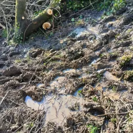 ხეების მოჭრა / ეზოების გასუფთავება / სამშენებლო ნარჩენების გატანა / ავეჯის გადაზიდვა / დემონტაჟი