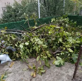 ხეების მოჭრა / ეზოების გასუფთავება / სამშენებლო ნარჩენების გატანა / ავეჯის გადაზიდვა / დემონტაჟი