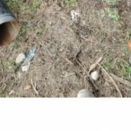 სვარკა / Svarka