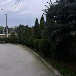 ეზოს მოვლა/გამწვანება