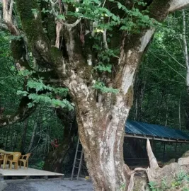 კოტეჯები - დოღურაშის ხეობა