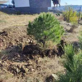 მებაღის მომსახურება
