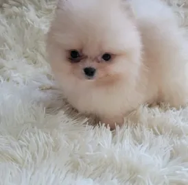 Diamonds of  Georgia