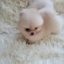 Diamonds of  Georgia