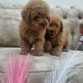 Diamonds of  Georgia