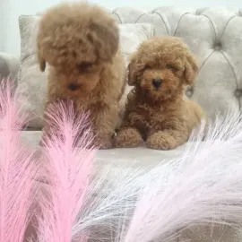 Diamonds of  Georgia