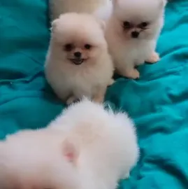 Diamonds of  Georgia