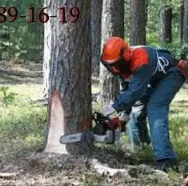 ხის მოჭრა - 599891619